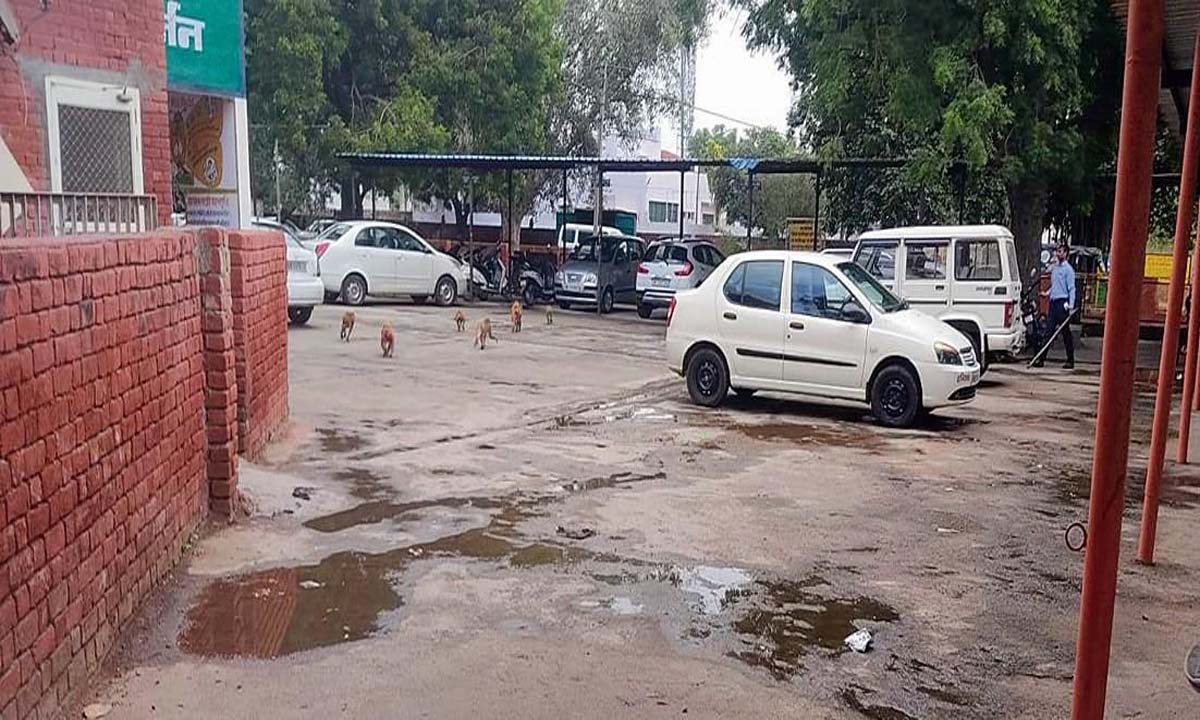 सिविल अस्पताल परिसर में सिमियन का आतंक