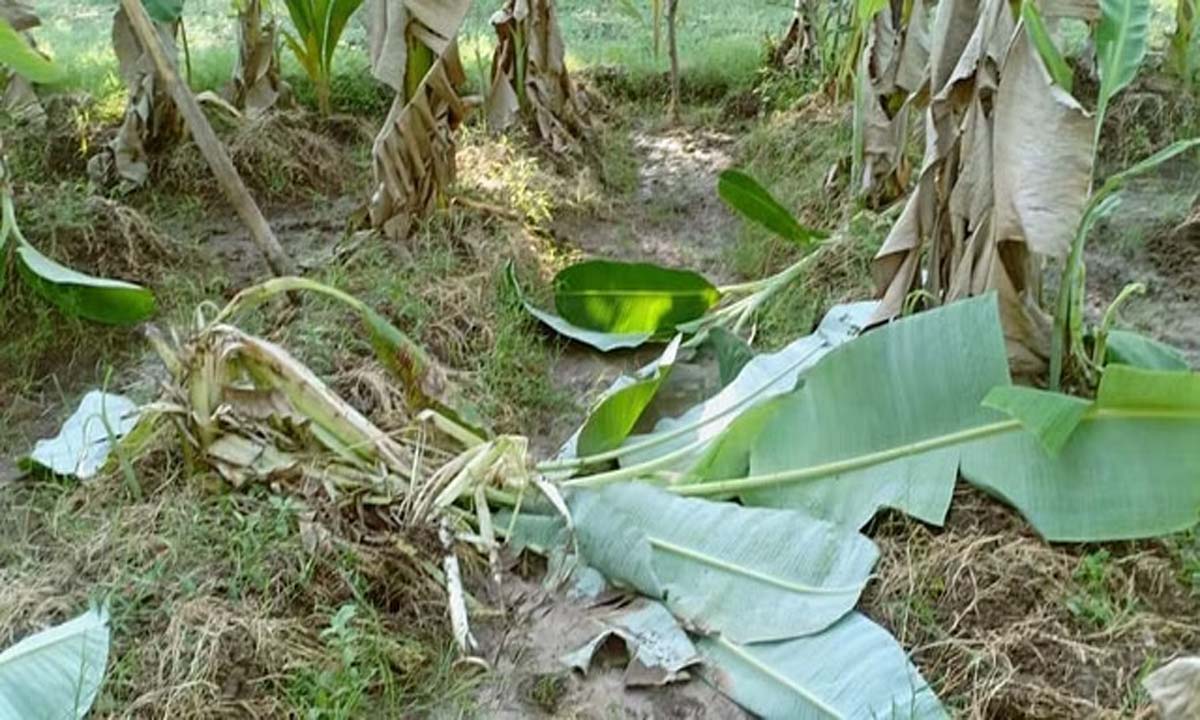 अचमपथु में जंगली सूअर विनाश की होड़ में लगे हुए