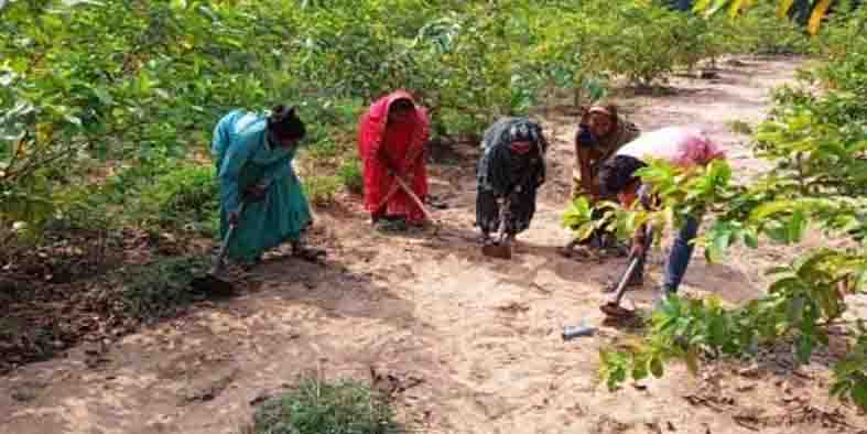 महात्मा गांधी राष्ट्रीय ग्रामीण रोजगार योजना बना लोगों के अतिरिक्त आय का जरिया